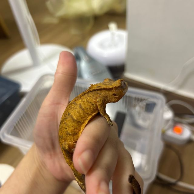 브린들