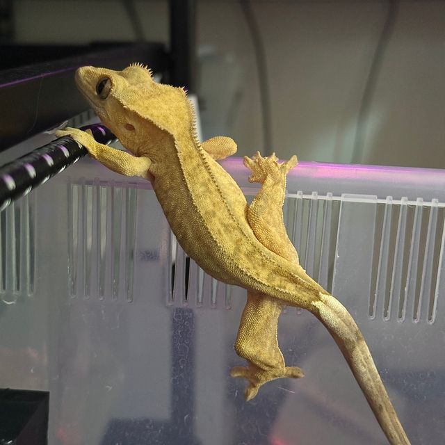 크림시클