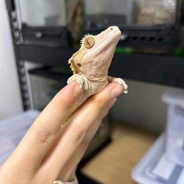 레드 할리퀸