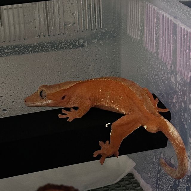 레드 바이