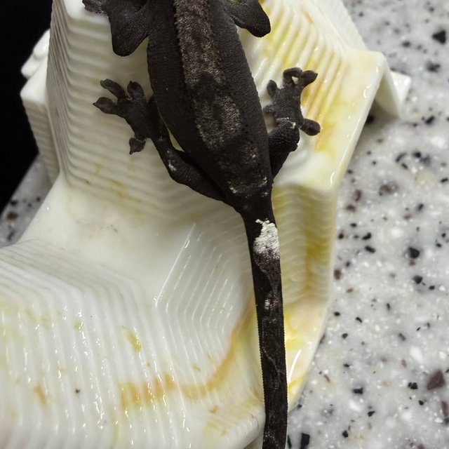 아잔틱 카푸치노