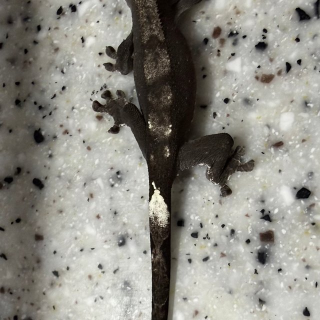 아잔틱 카푸치노