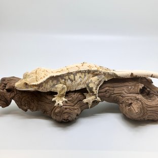 트라이 익스트림할리퀸