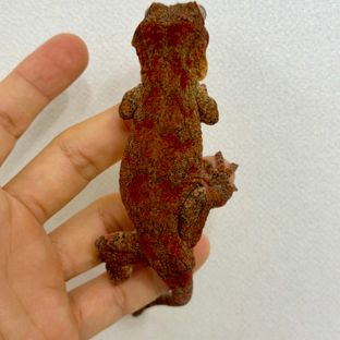 스켈레톤