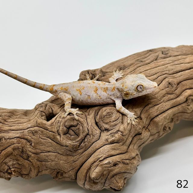 블로치드