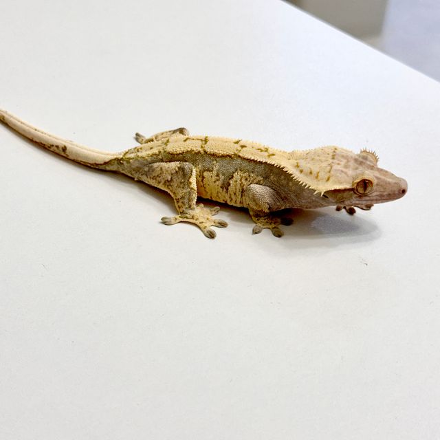 익스트림할리퀸