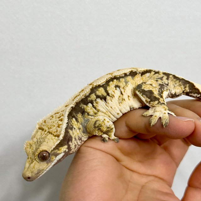 트라이 익스트림할리퀸