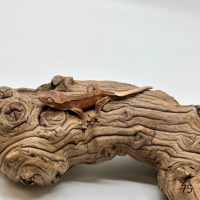 벅스킨