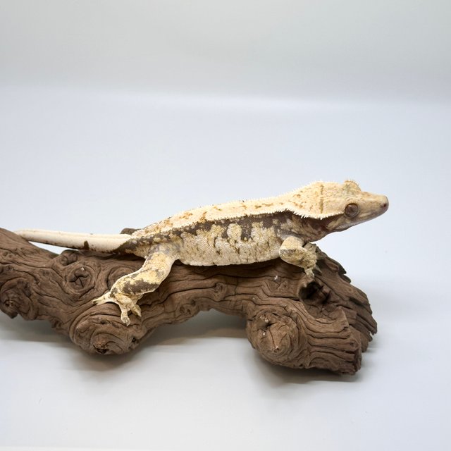 트라이 익스트림할리퀸