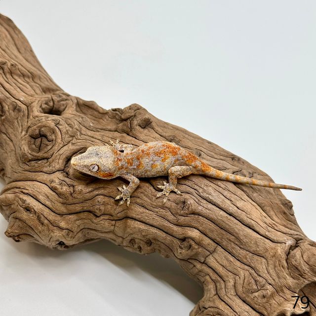 스켈레톤
