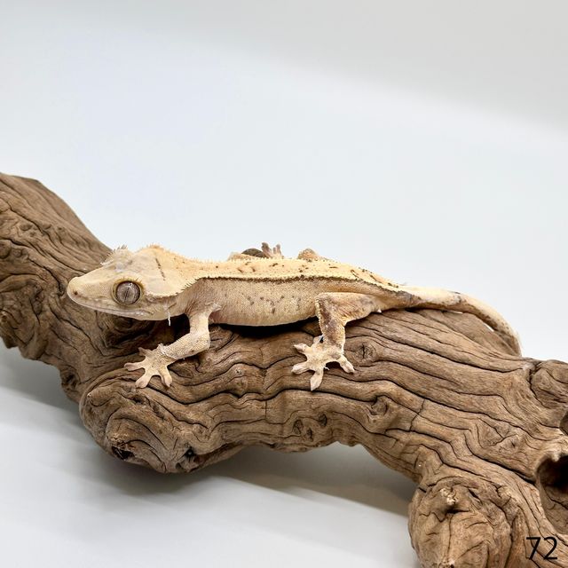 크림시클