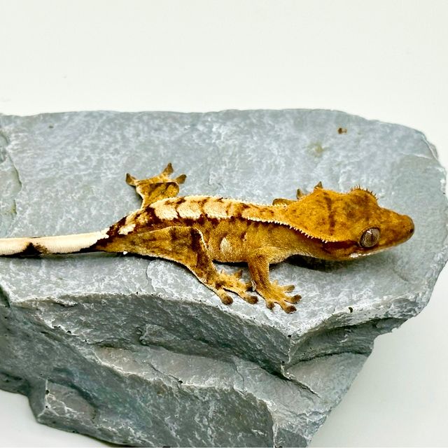 바브 익스트림할리퀸 트라이