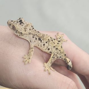 슈퍼달마시안