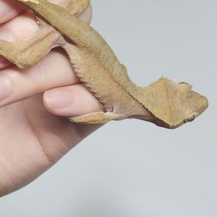 100%헷아잔틱