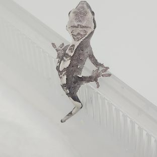 아잔틱