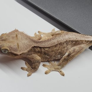 릴리100%헷아잔틱 팬텀