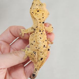 슈퍼달마시안