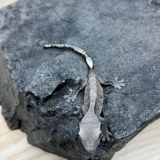 아잔틱