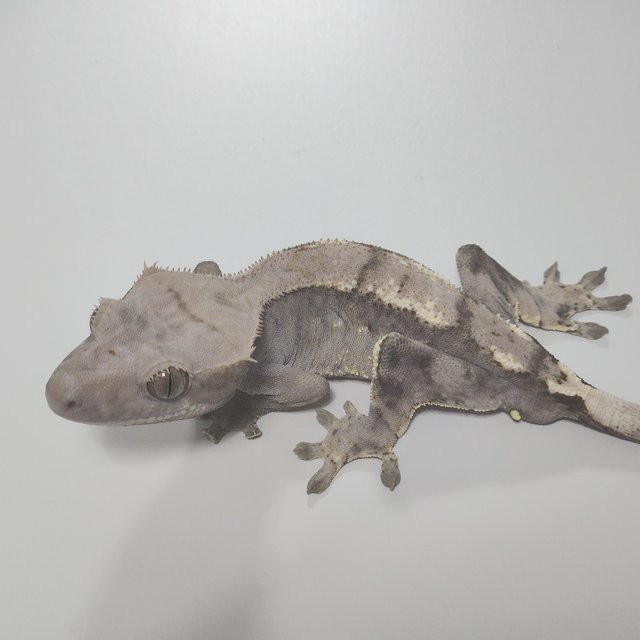 100%헷아잔틱 카푸치노