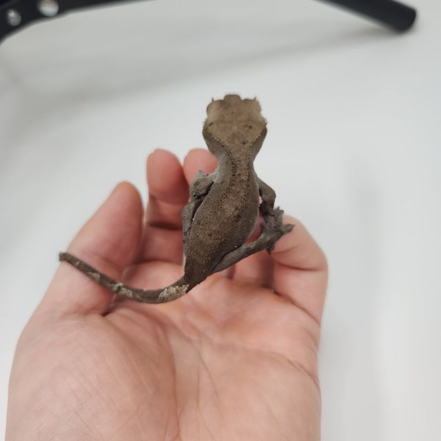 아잔틱
