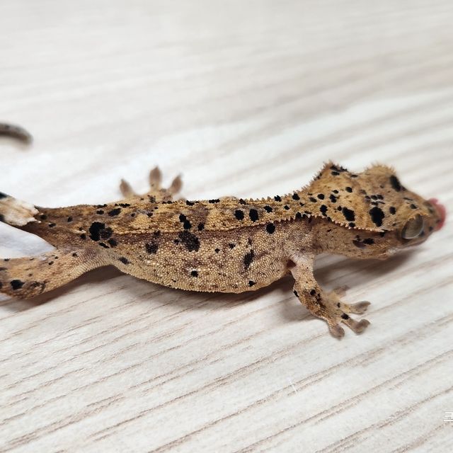 슈퍼달마시안