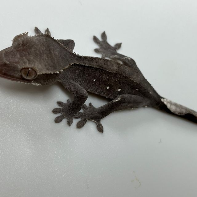 아잔틱