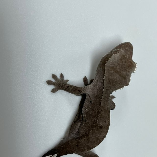 아잔틱