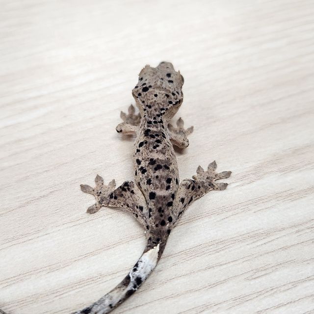 슈퍼달마시안