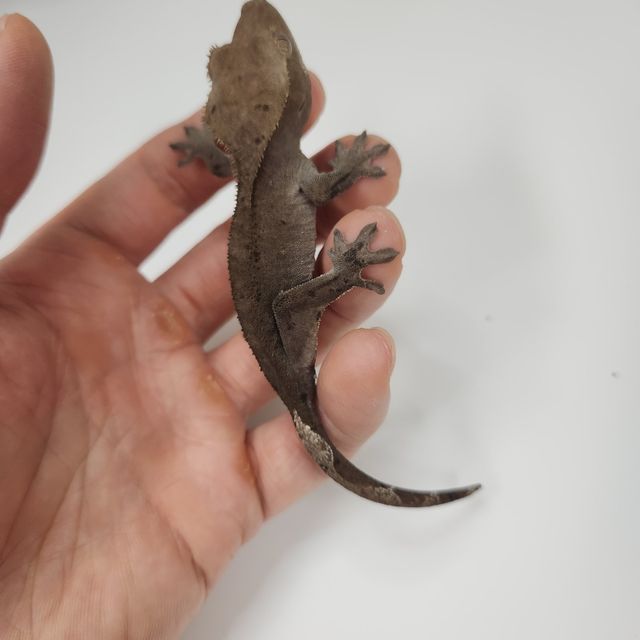 아잔틱
