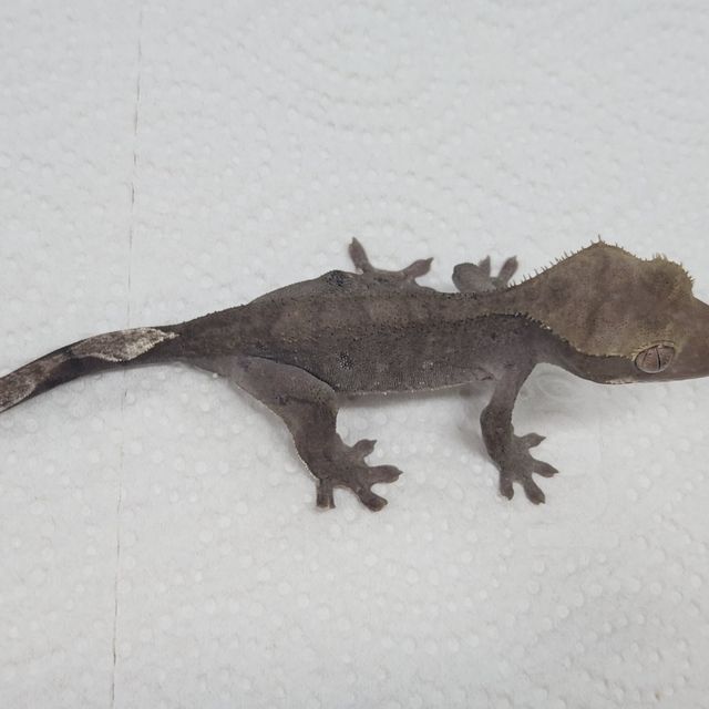 아잔틱