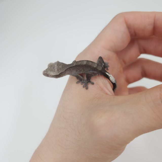 아잔틱