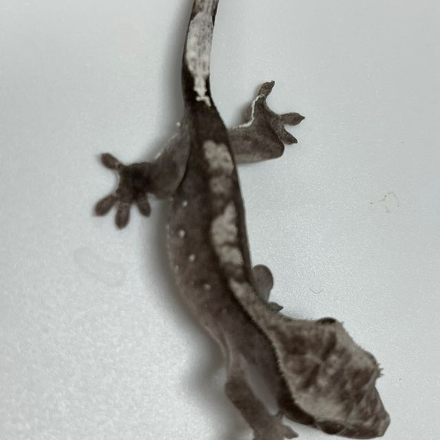 아잔틱