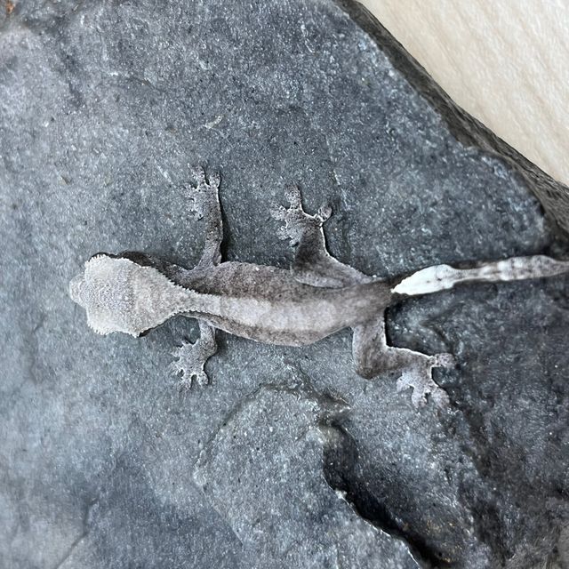 아잔틱