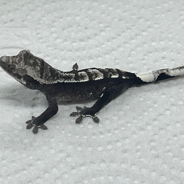 아잔틱