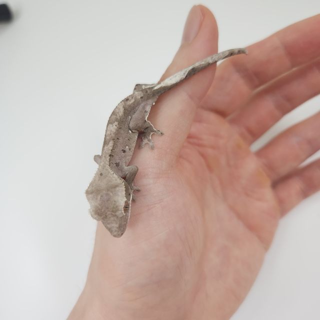 아잔틱