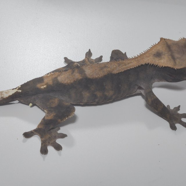 100%헷아잔틱 카푸치노