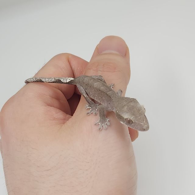 아잔틱