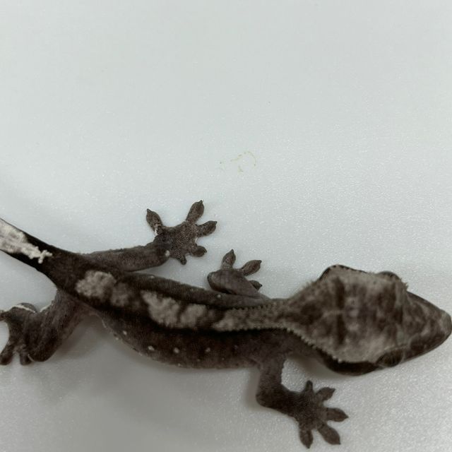 아잔틱