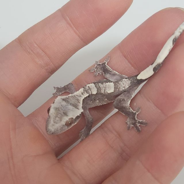 아잔틱