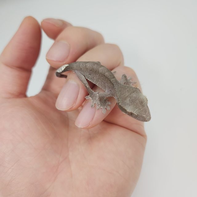 아잔틱