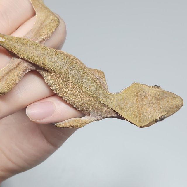 100%헷아잔틱