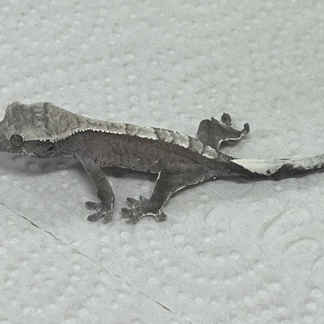 아잔틱