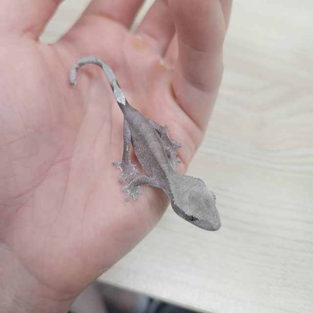 아잔틱