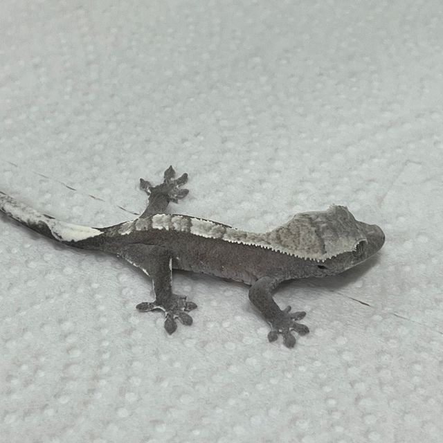 아잔틱