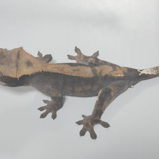 100%헷아잔틱 카푸치노