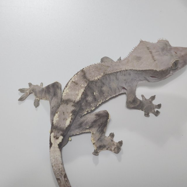 100%헷아잔틱 카푸치노