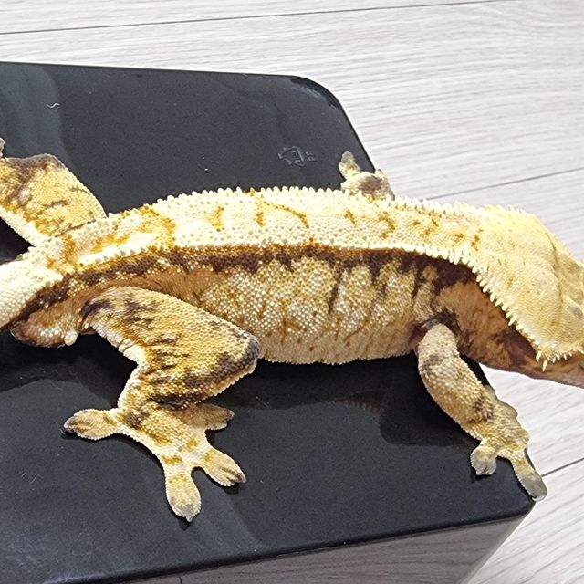 트라이