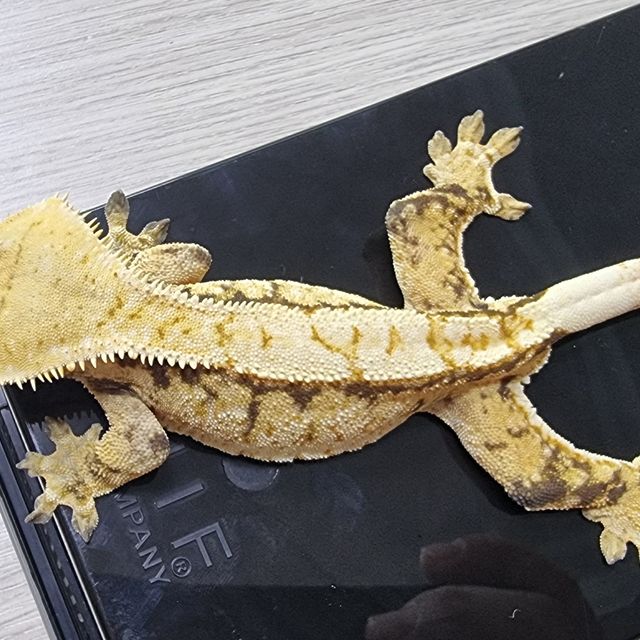 트라이
