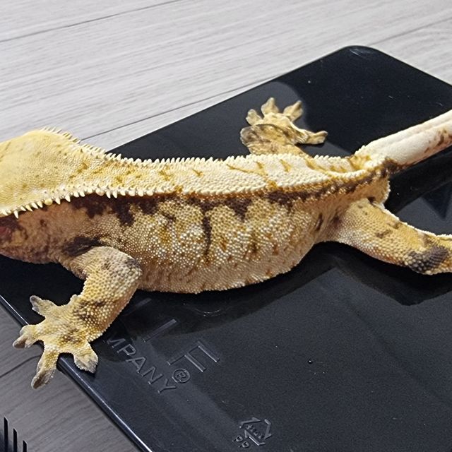 트라이