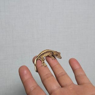 카푸치노